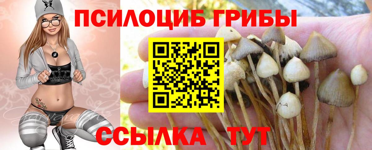 Псилоцибиновые грибы GOLDEN TEACHER Буйнакск